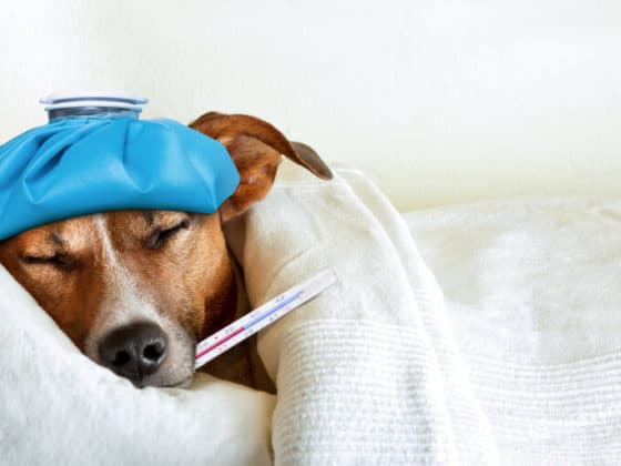 jack russell dog sleeping in bed with high fever temperature, ice bag on head, thermometer in mouth, covered by a blanket; canine coronavirus disease CCOV concept