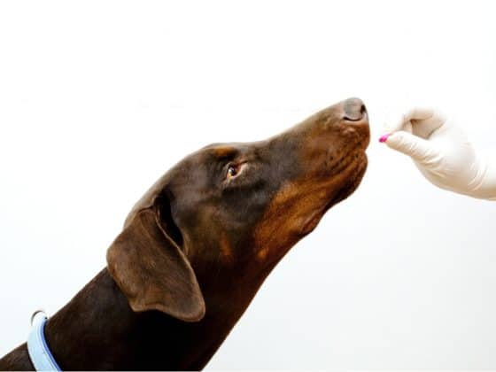 Brown Doberman being given Famotidine
