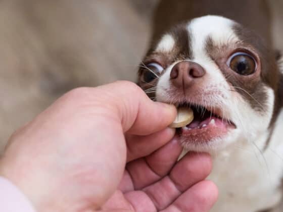 A pet owner giving a black and white chihuahua a tablet.