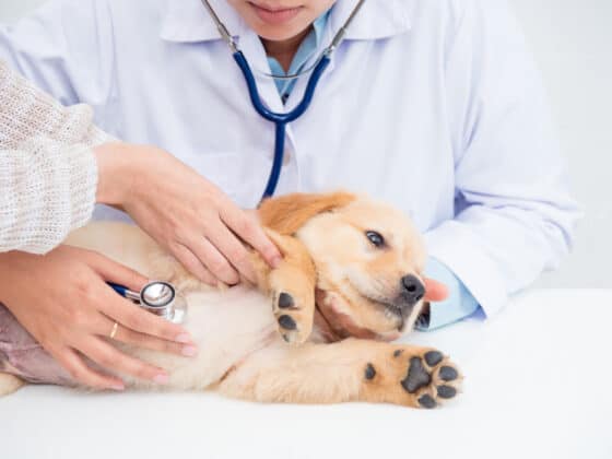 A golden retriever puppy on a veterinarian's table.