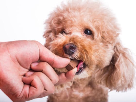 A light brown dog eating a chewable medication from its owner's hand.