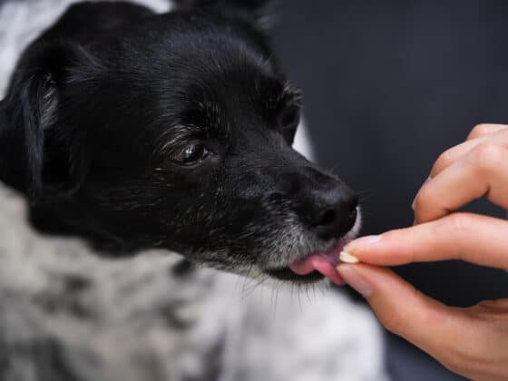 A black and white dog eating a pill.