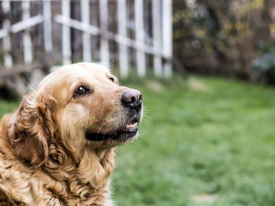 An old golden retriever standing in front of a white fence outside.
