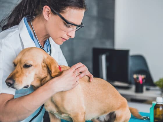 A veterinarian inspecting a dog with fleas and ticks.