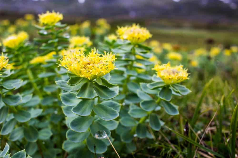 Yellow Rhodeola rosea flowers with green stems and leaves.