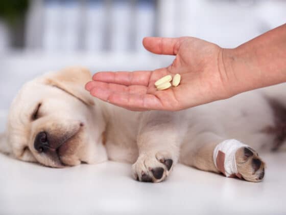 A veterinarian giving pills to a golden retriever puppy.