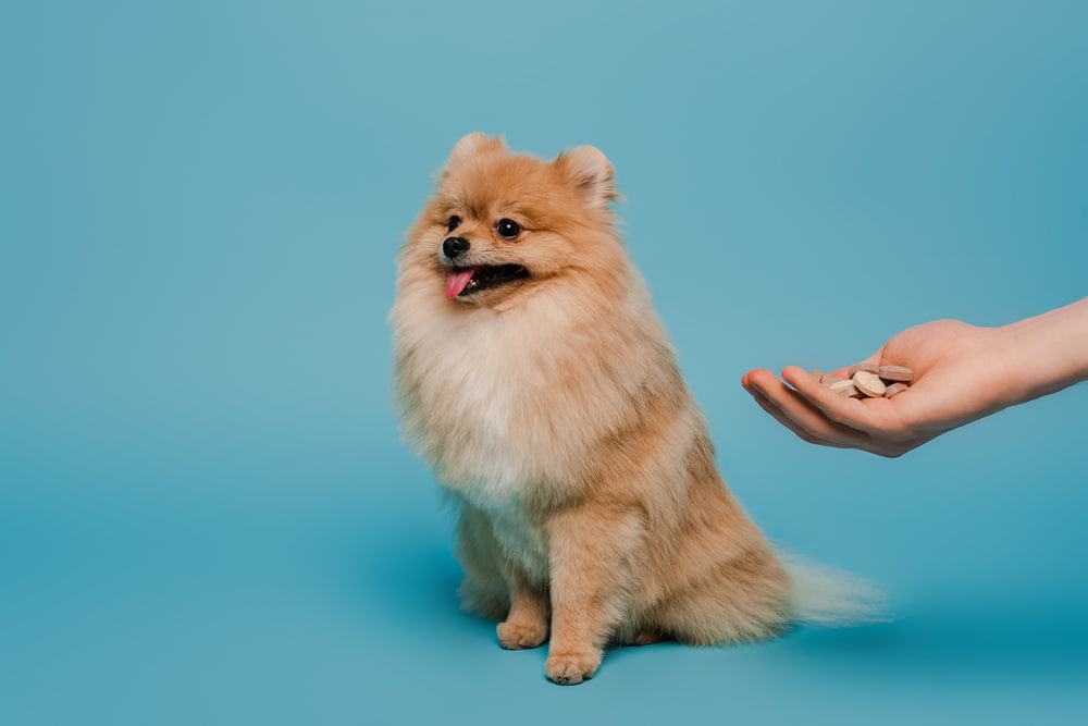 A pomeranian dog resisting medicine from its owner.