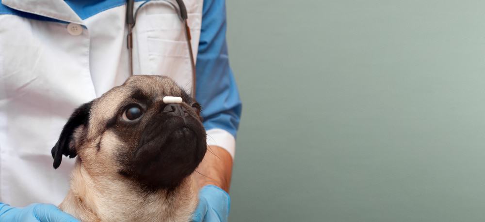 A pug sitting in front of a veterinarian and holding a white pill on its nose.
