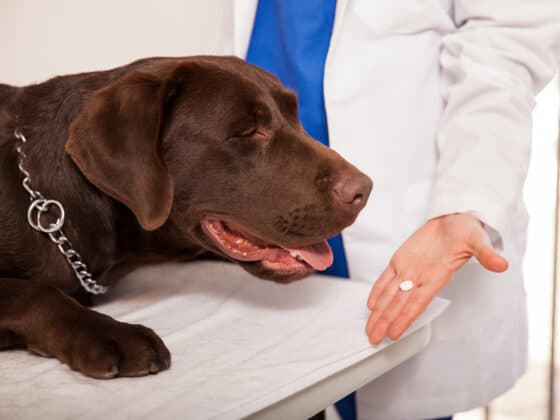 A veterinarian giving a pill to a chocolate lab.