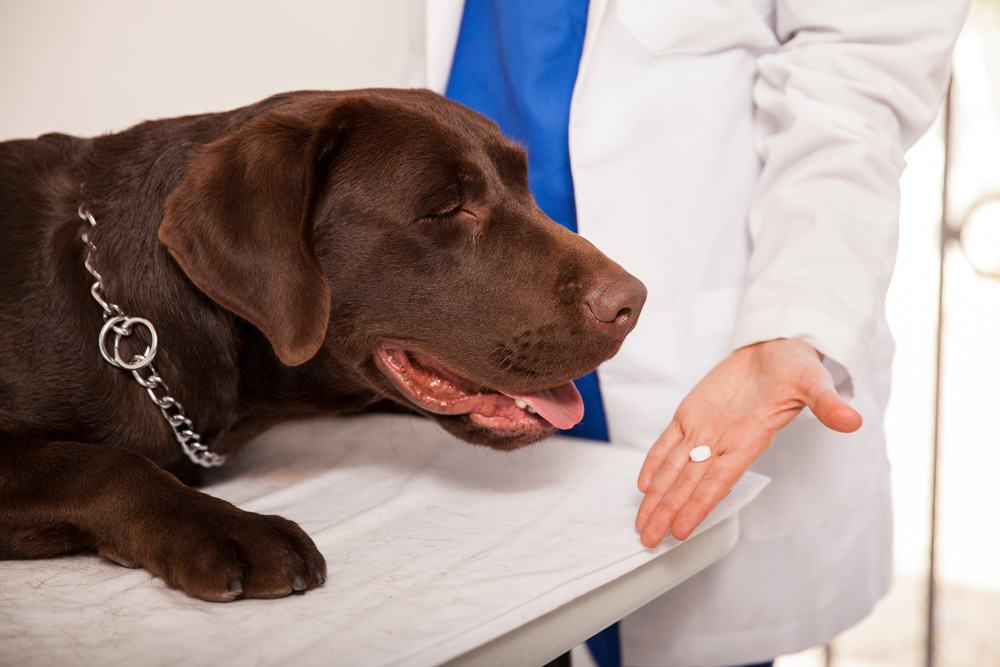 A veterinarian giving a pill to a chocolate lab.