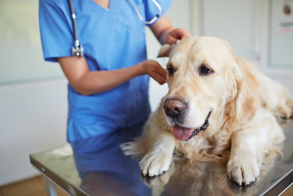 A golden retriever sitting on a veterinarian's table.